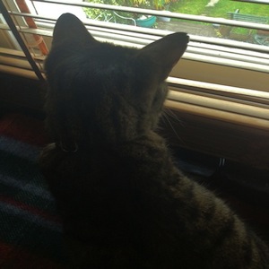 1c49186c5c7da8f33932f7ddaf09b303